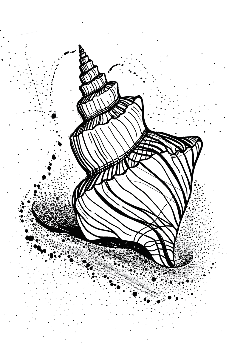 Conch Shell