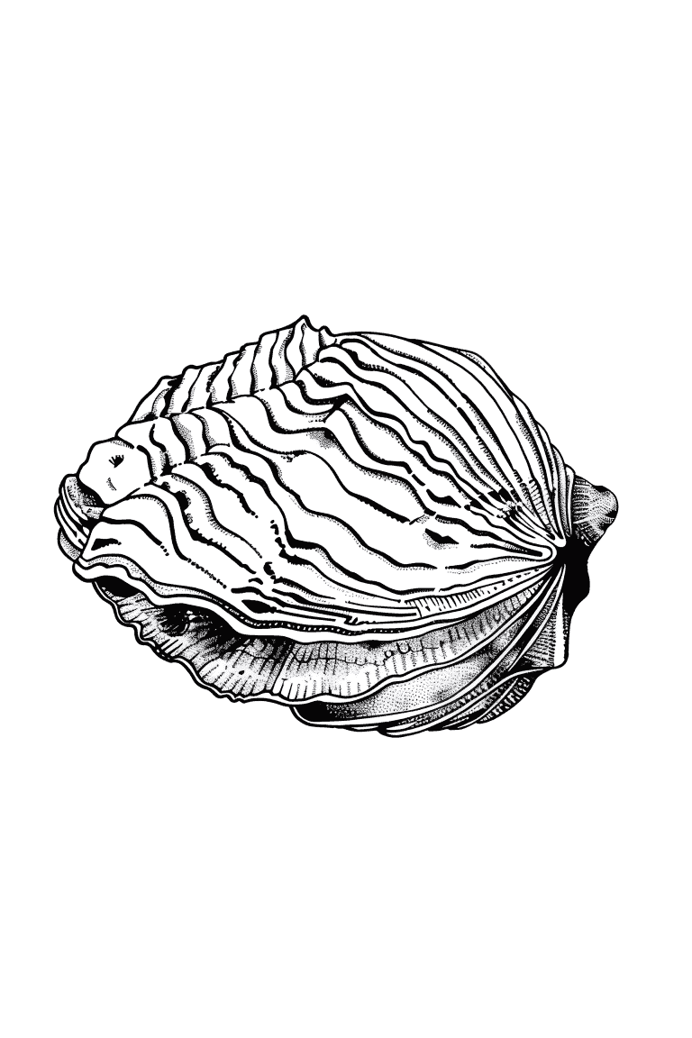 Coral Shell