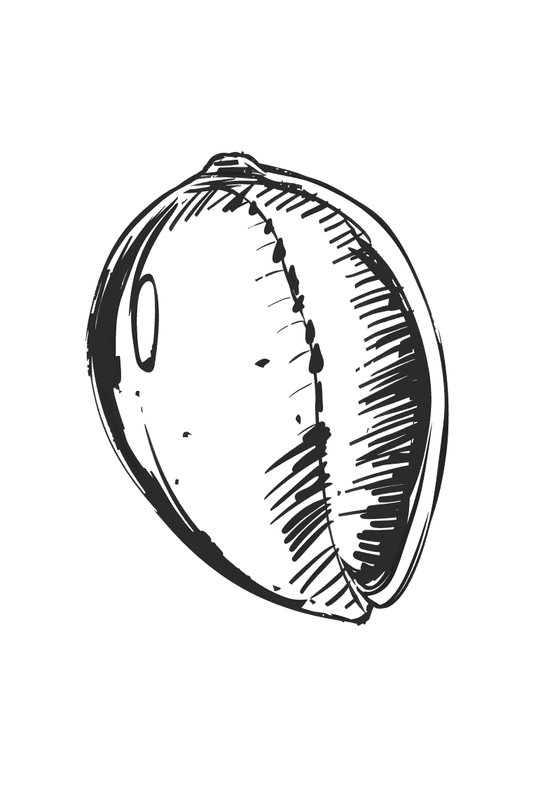 Cowrie Shell