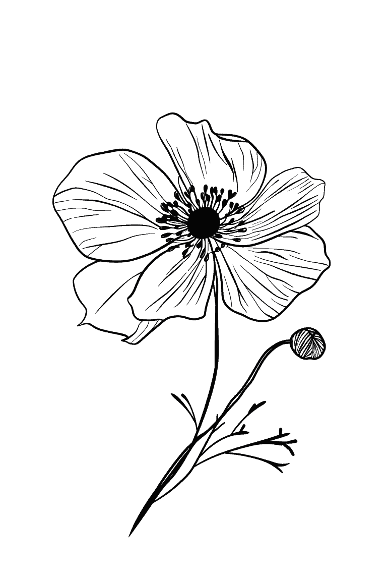 Anemone