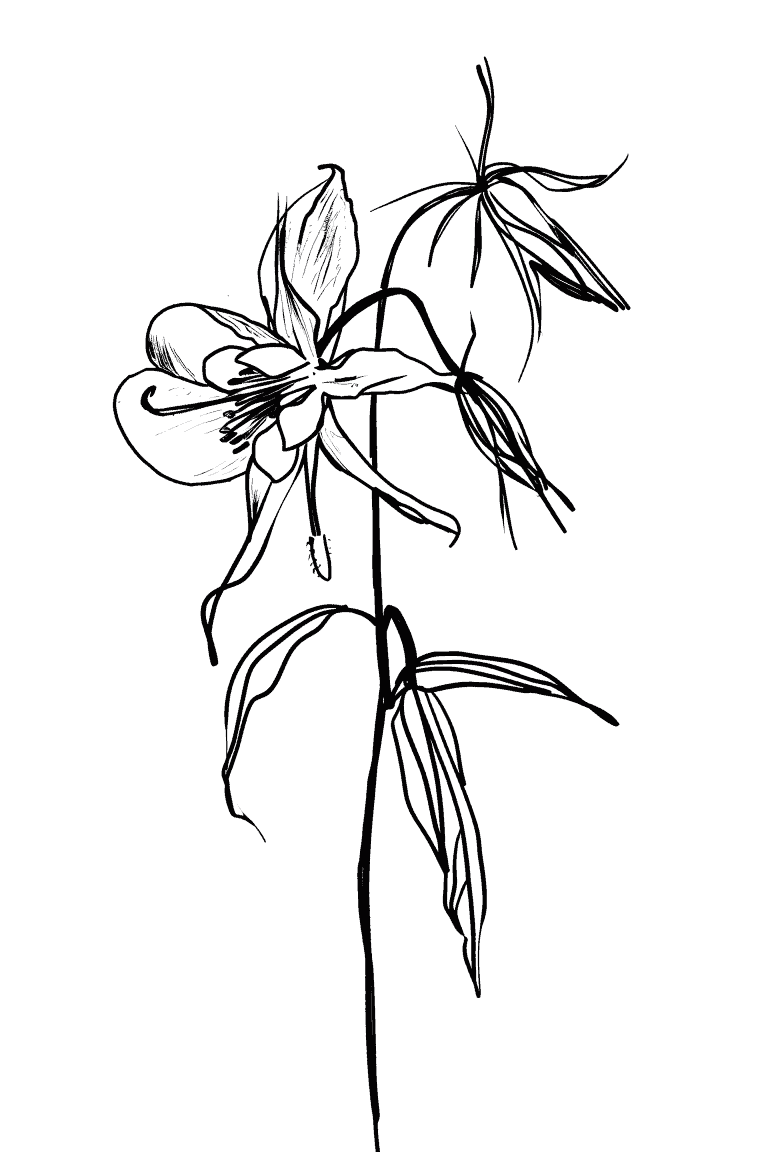 Columbine