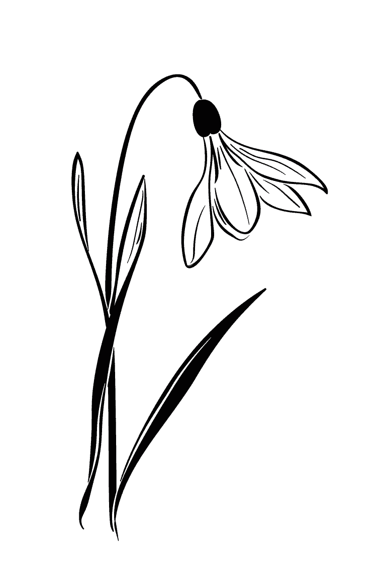 Delicate Snowdrop