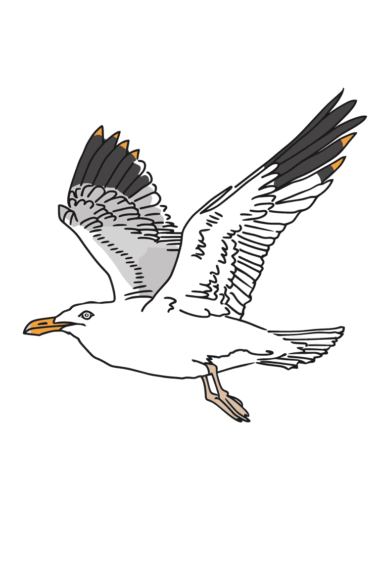Soaring Seagull