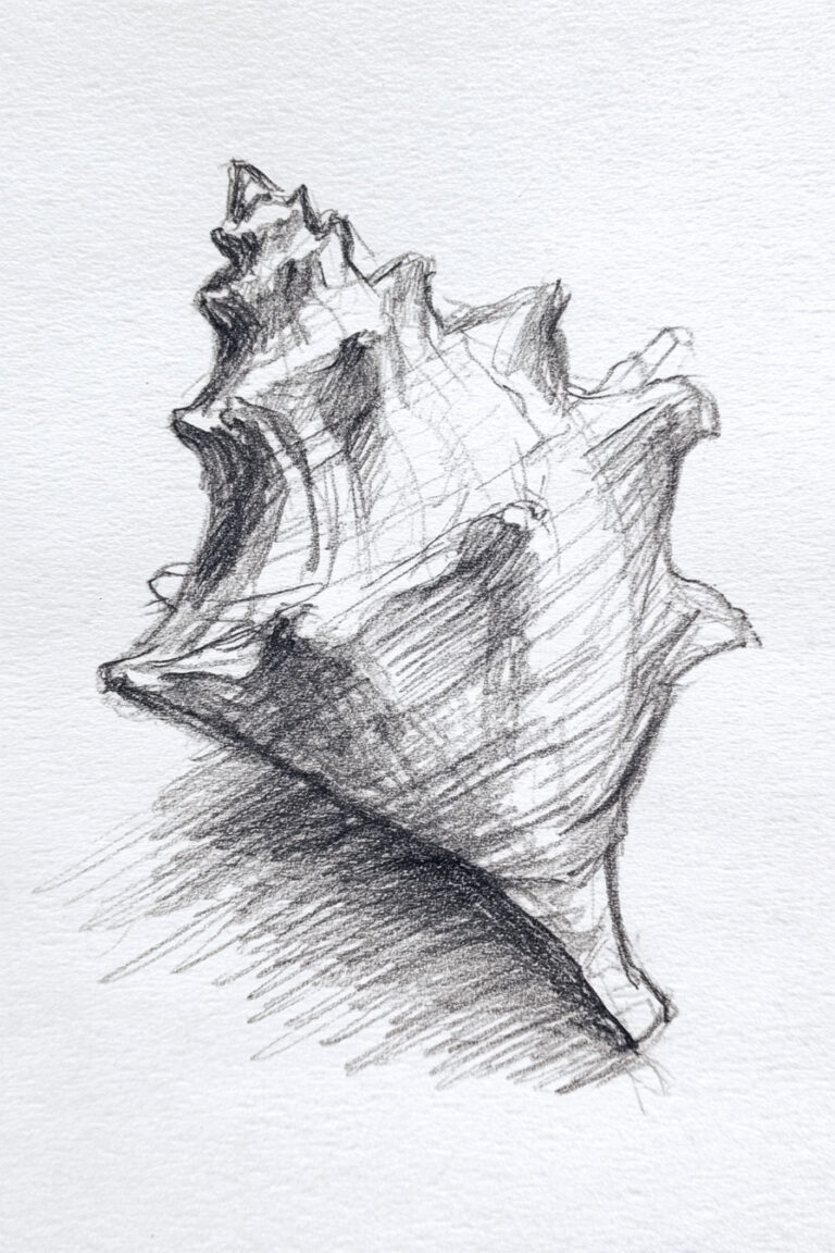 Conch Shell