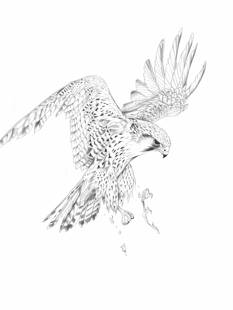 Falcon Swooping Down