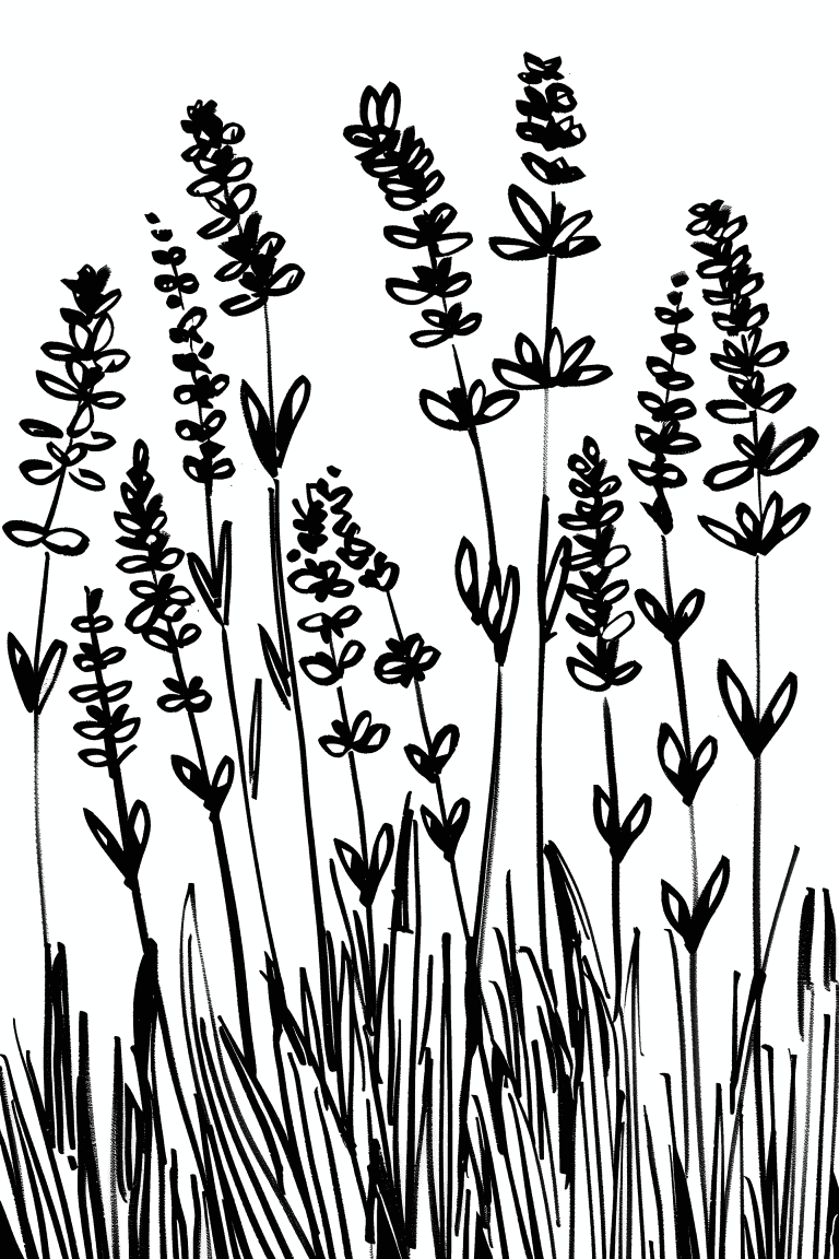 Blooming Lavender