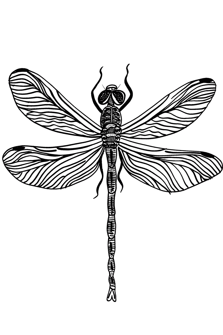 Fluttering Dragonfly