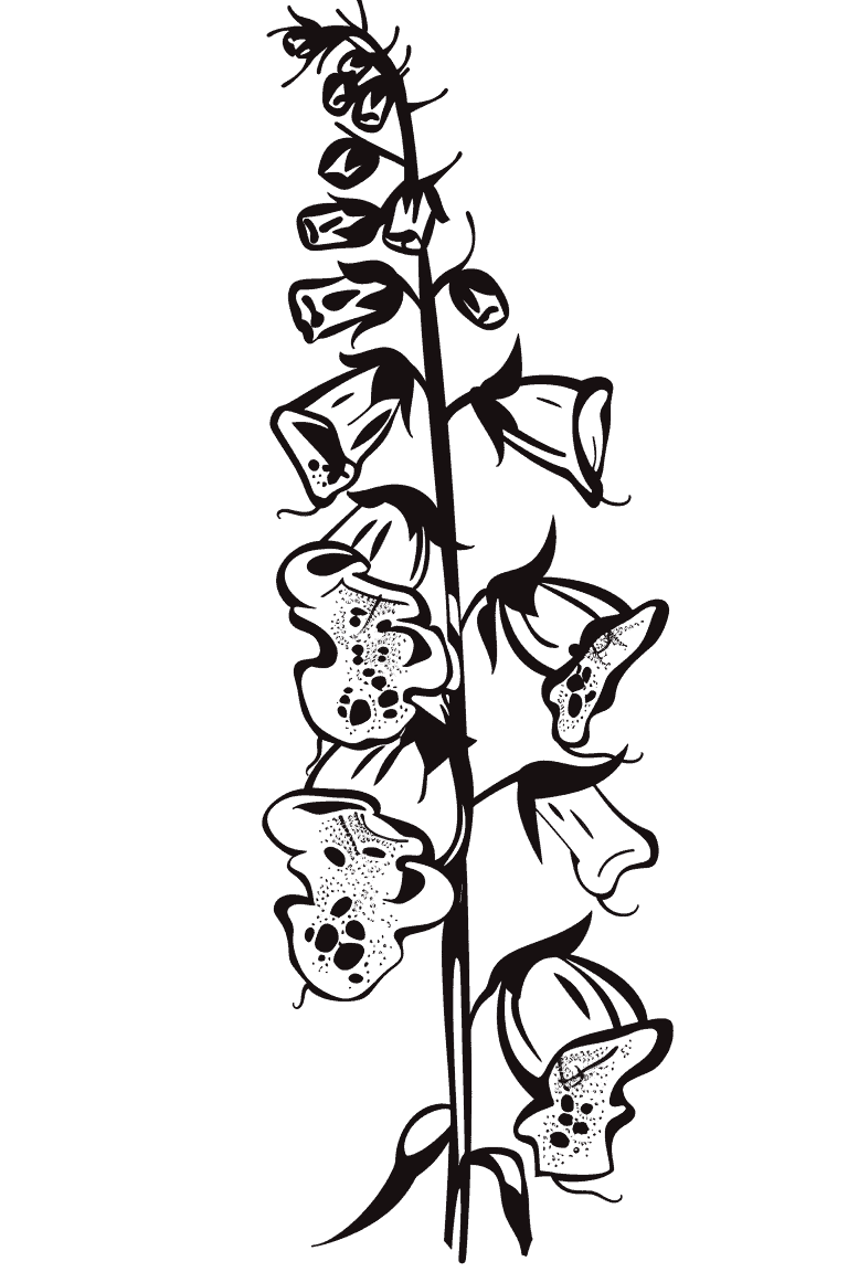 Foxglove