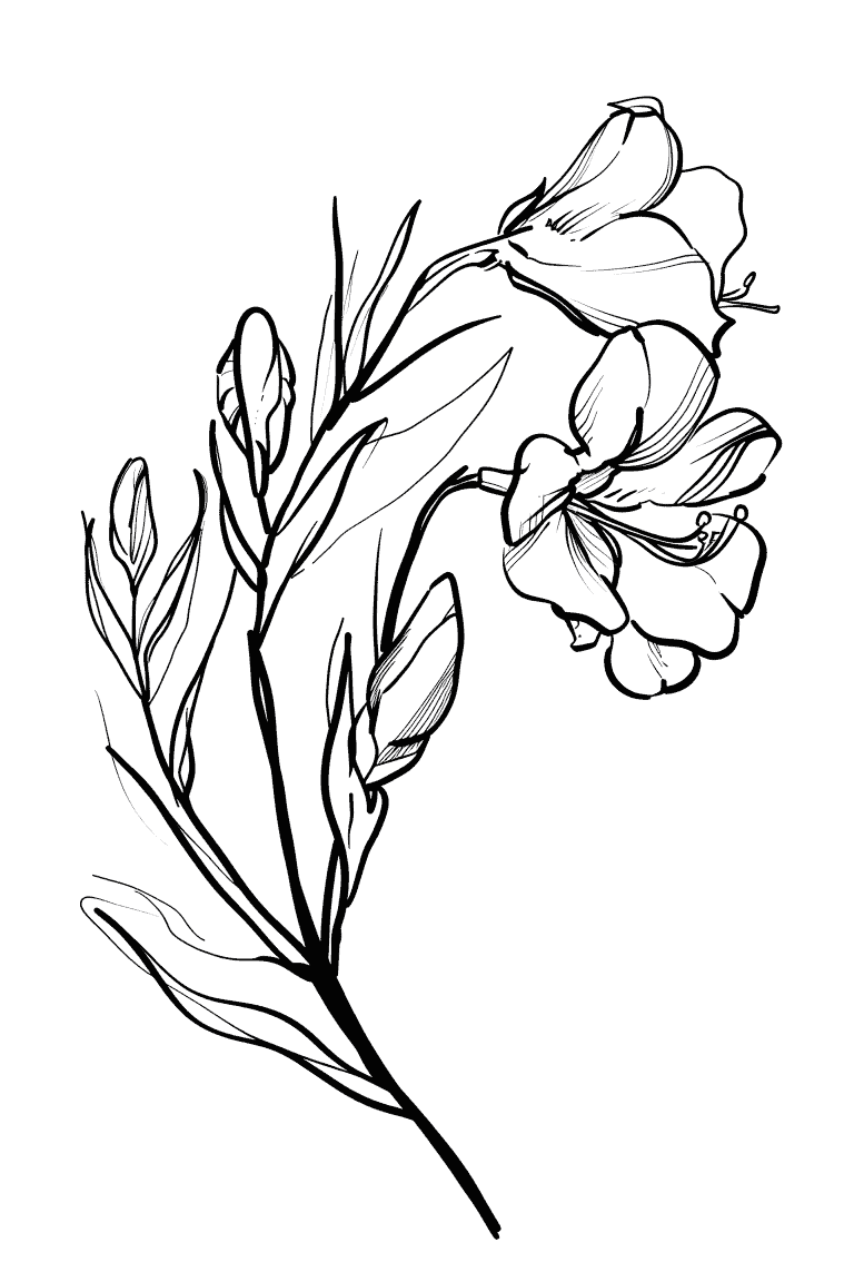 Freesia