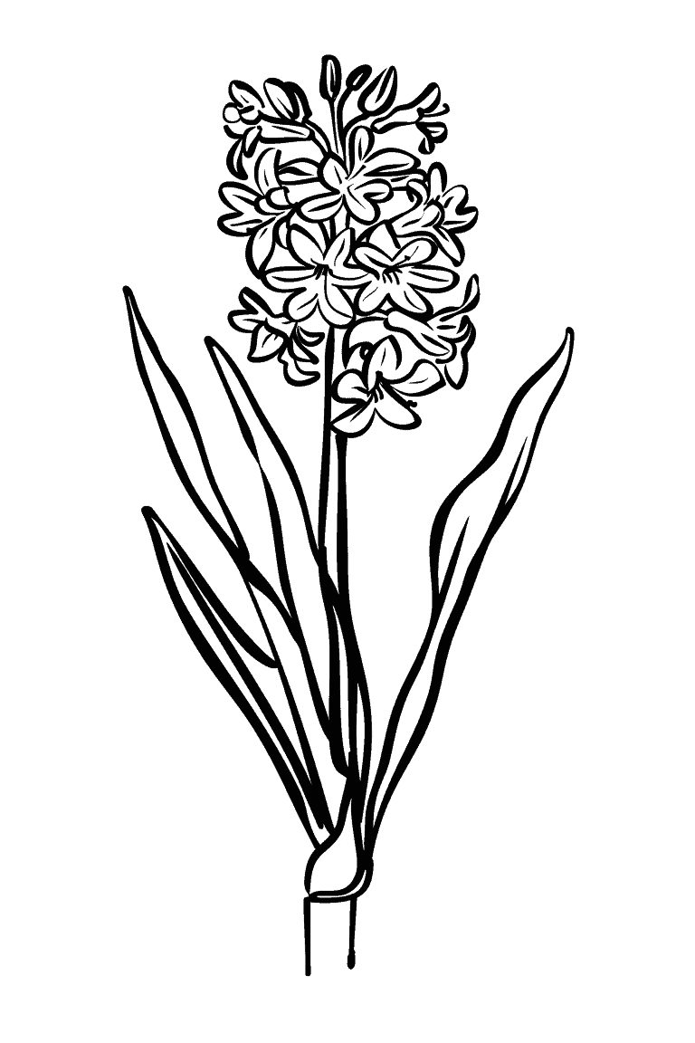 Fragrant Hyacinth