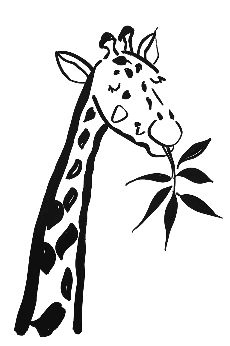Giraffe Eating Leaf