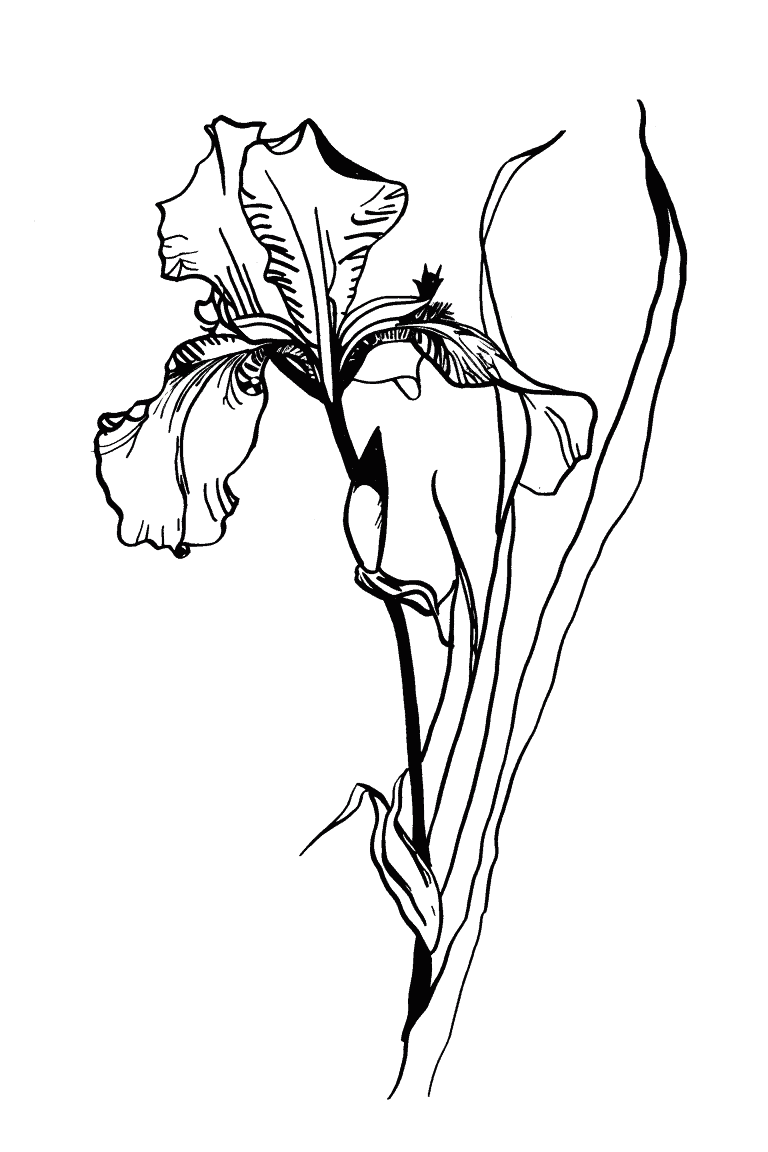 Graceful Iris