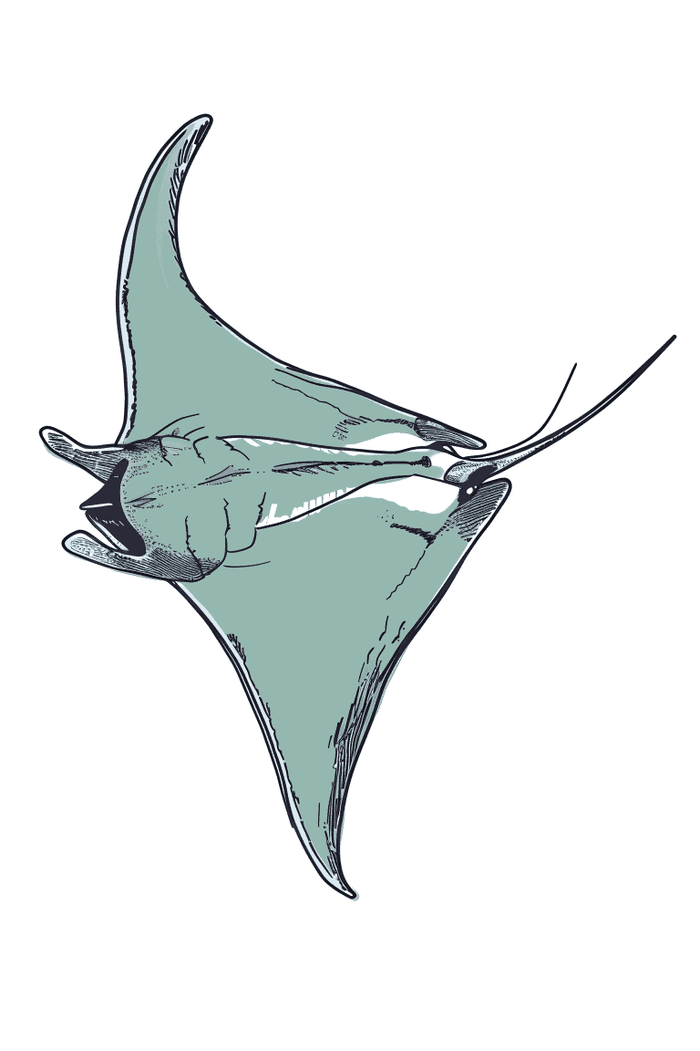 Graceful Manta Ray
