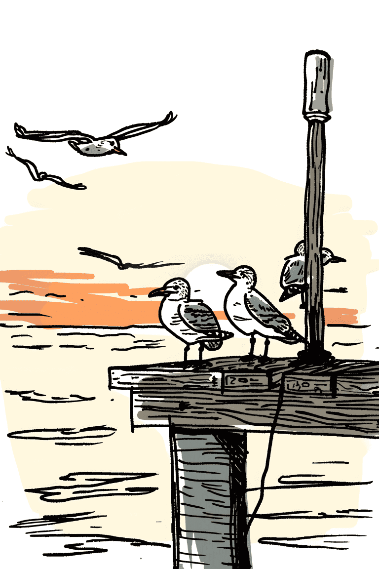 Group Of Seagulls