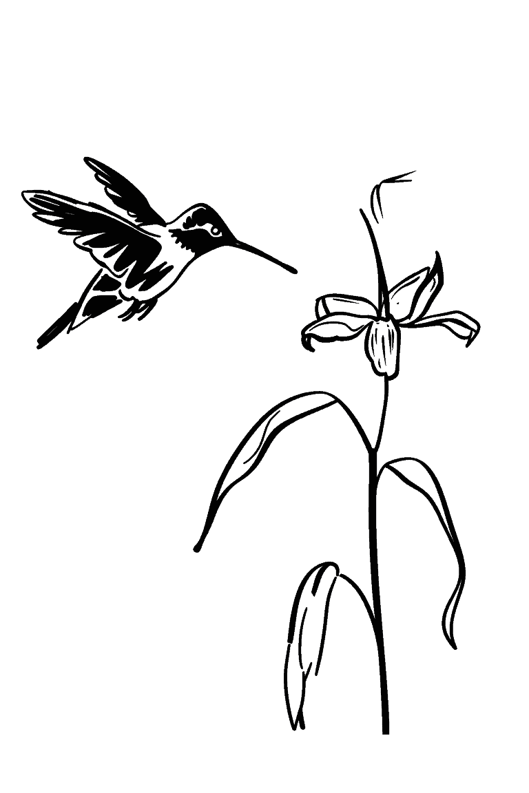 Hummingbird Hovering Over A Flower