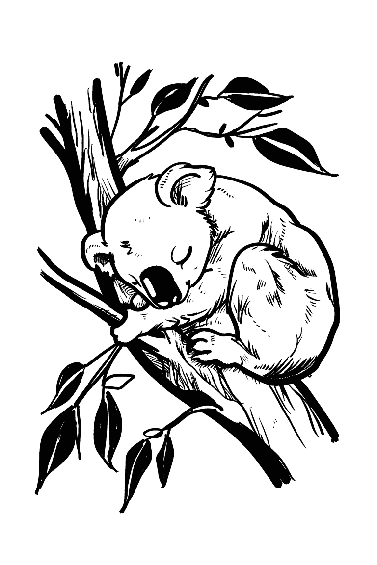 Koala On Tree