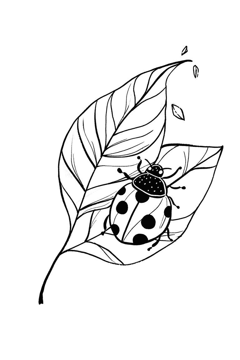 Ladybug On Leaf