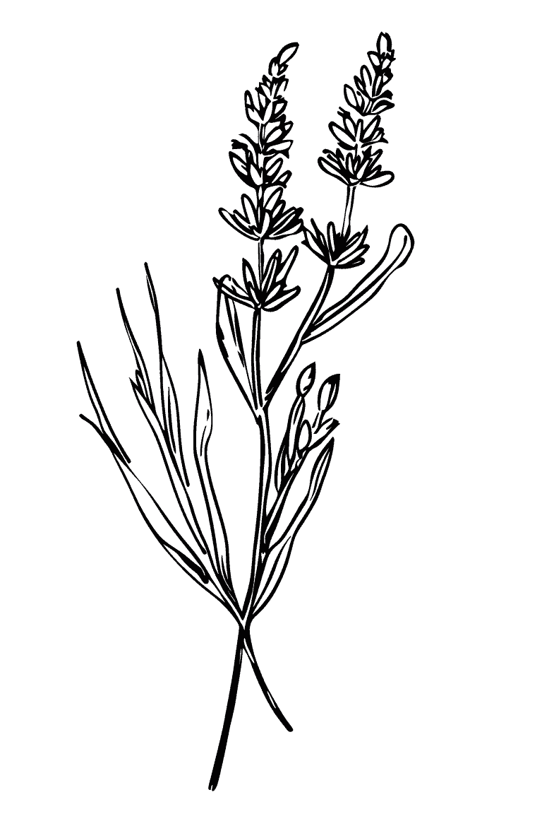 Lavender Sprig