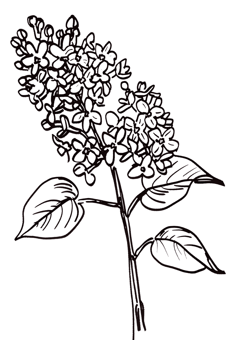 Lilac