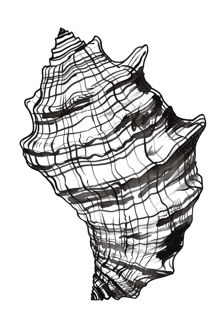 Limpet Shell