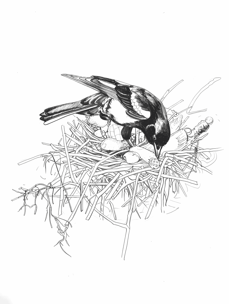 Magpie Taking Care Of It’s Nest