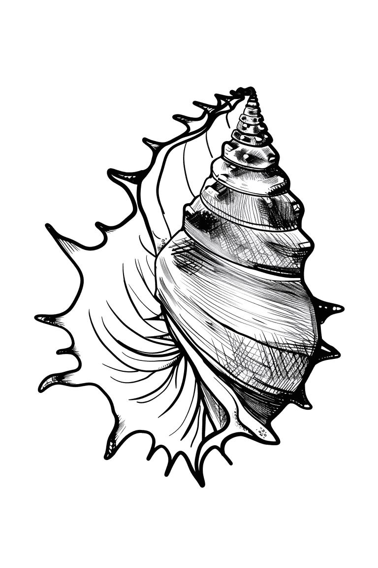 Murex Shell