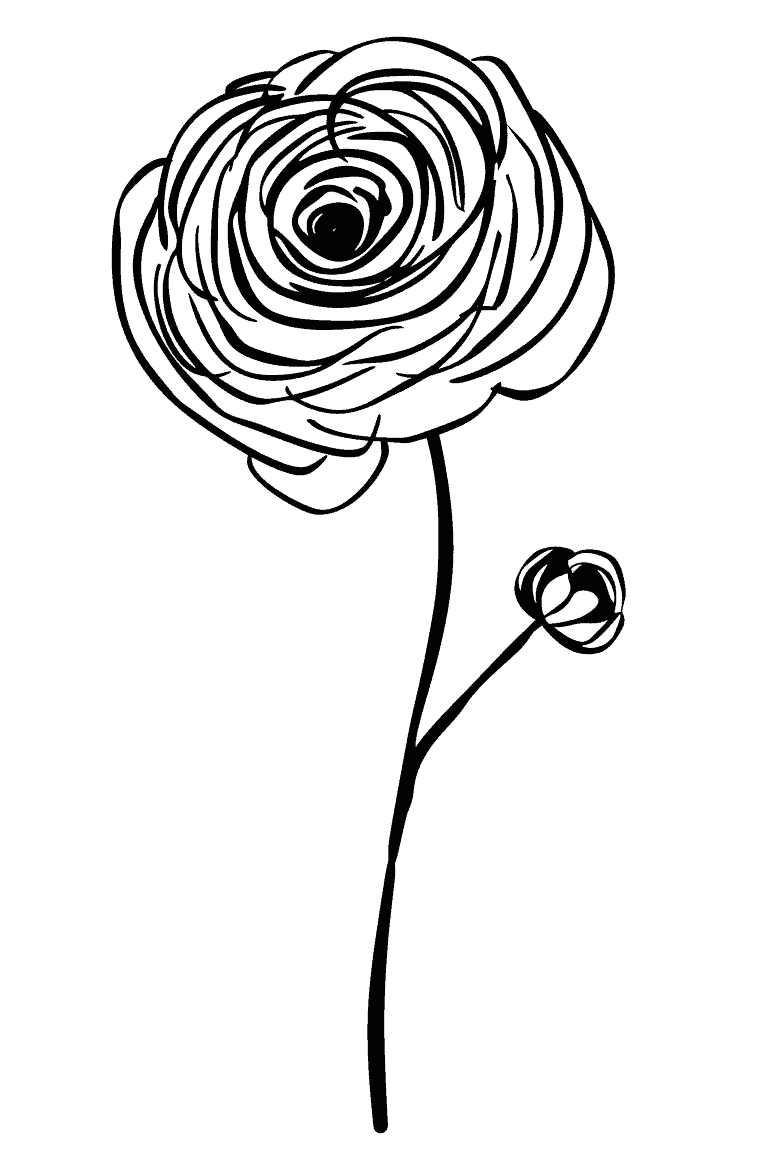 Ranunculus