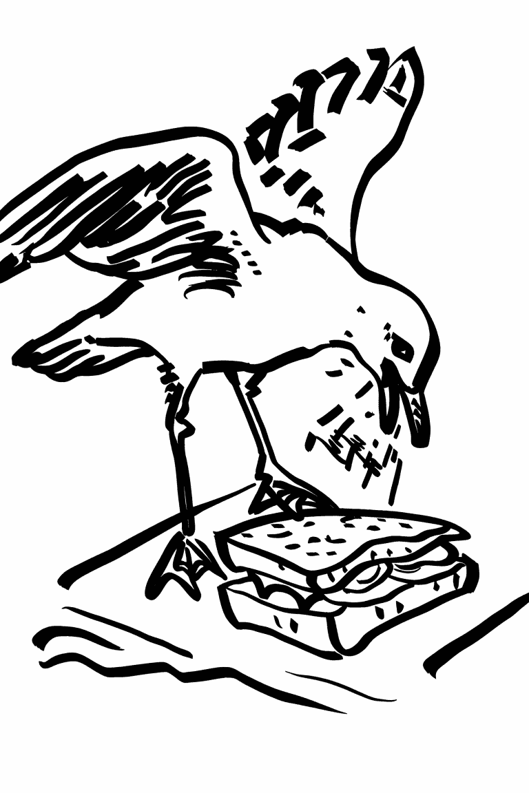 Seagull Stealing A Sandwich