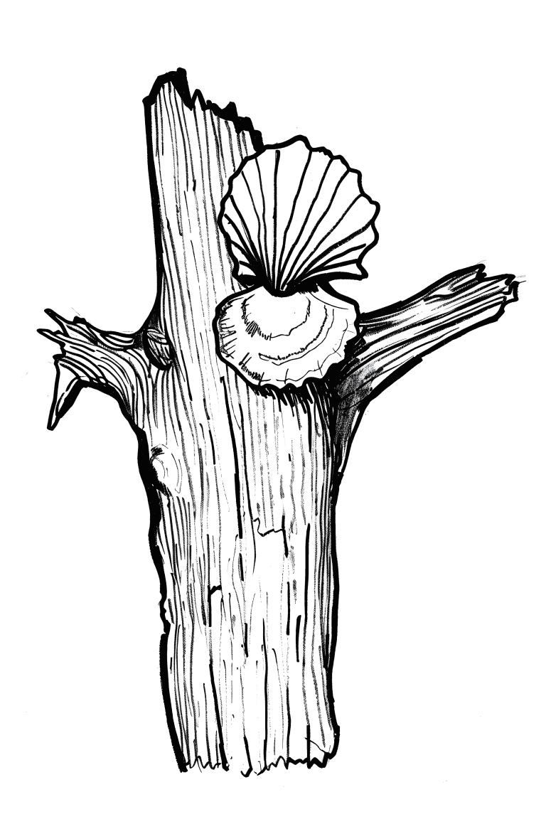 Sea Shell On Driftwood