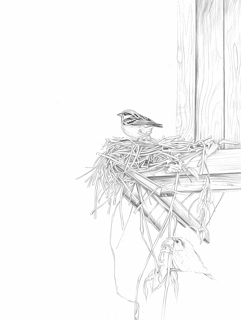 Sparrow In A Nest