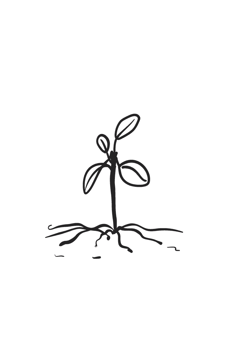 Sprouting Seedling