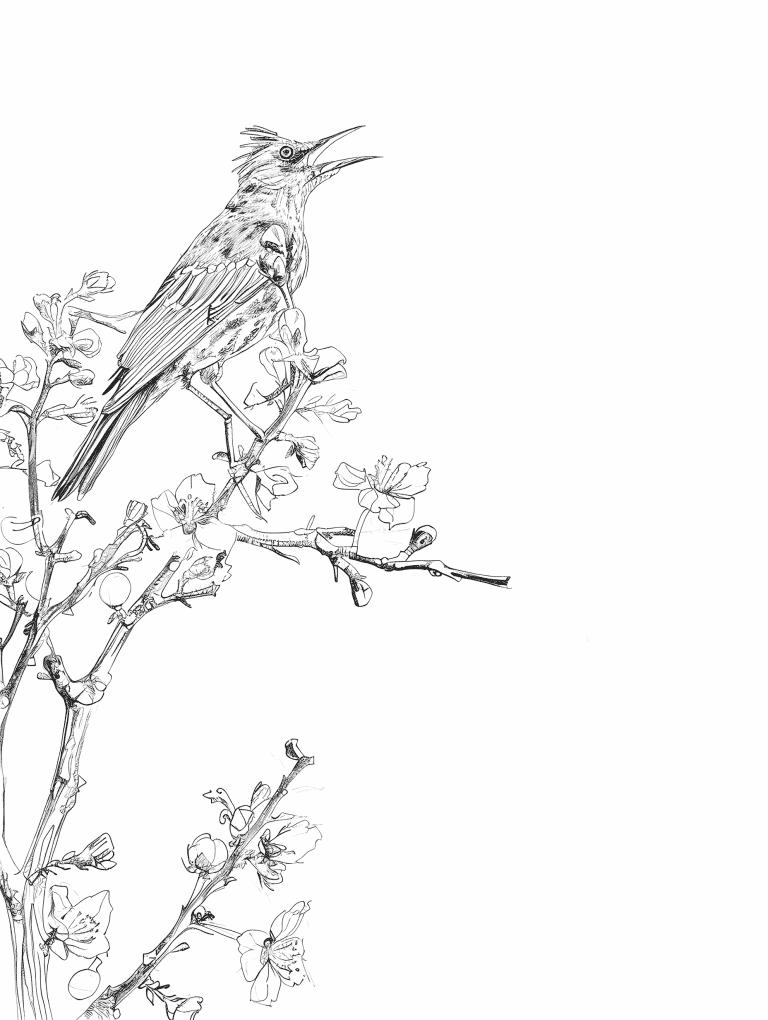 Thrush Singing