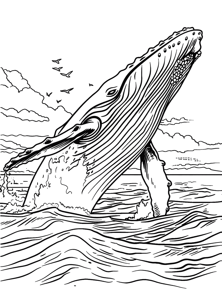Whale Breaching The Surface