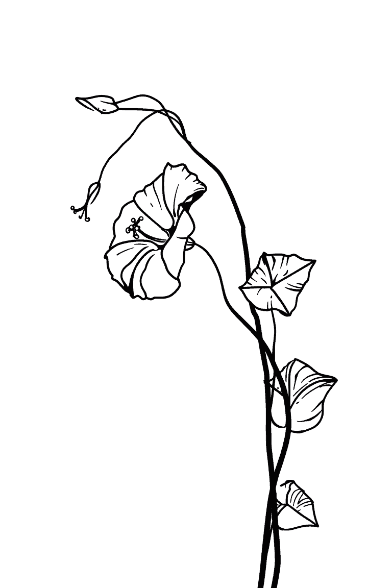Whimsical Morning Glory