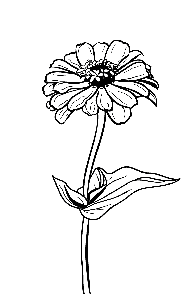Zinnia