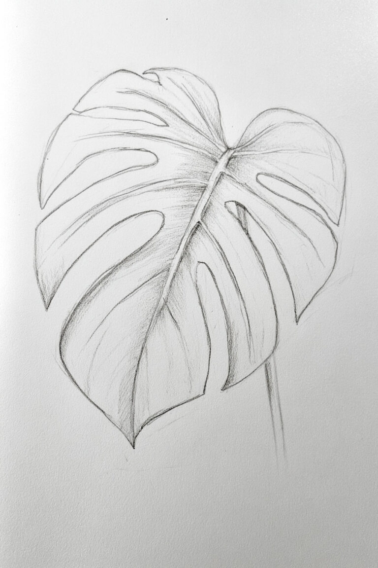 Broad Monstera Leaf