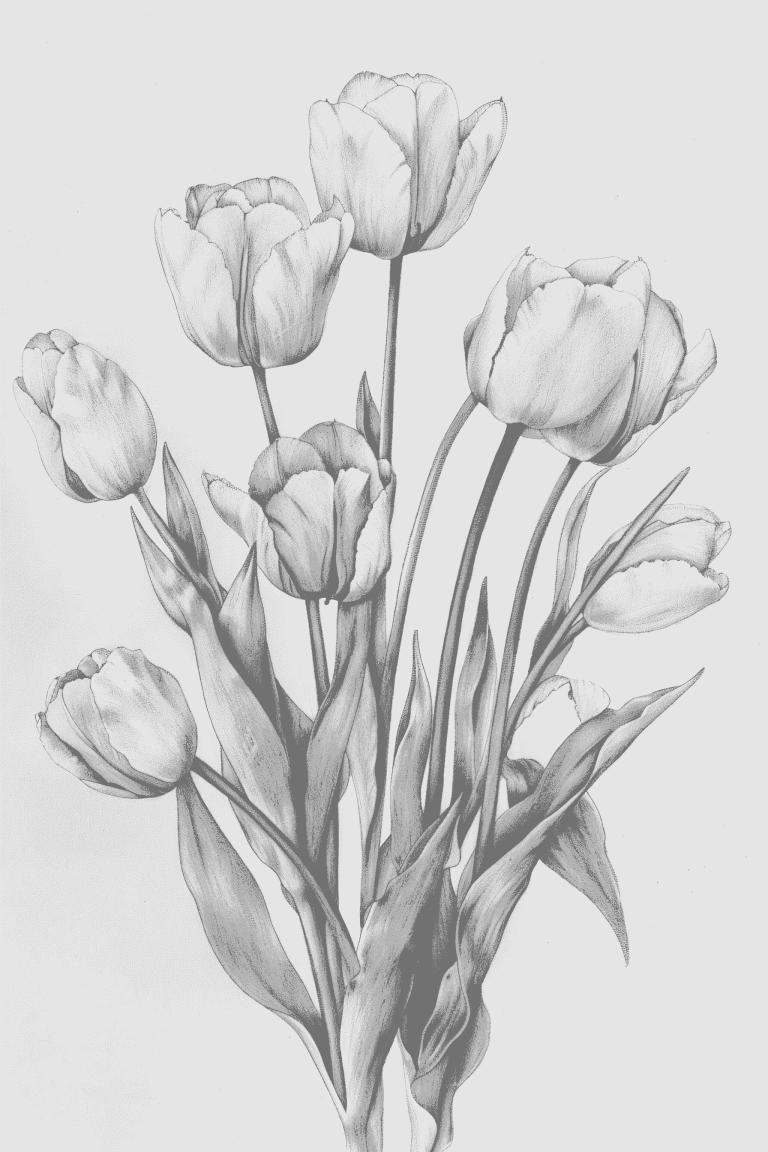 Bouquet Of Tulips