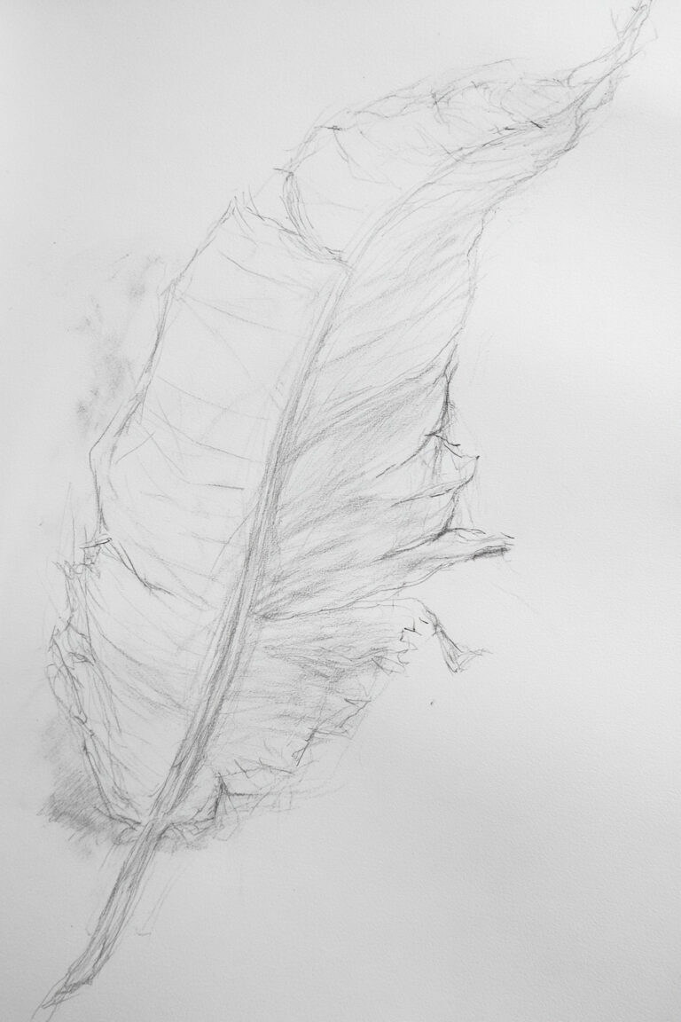 Broad Banana Leaf
