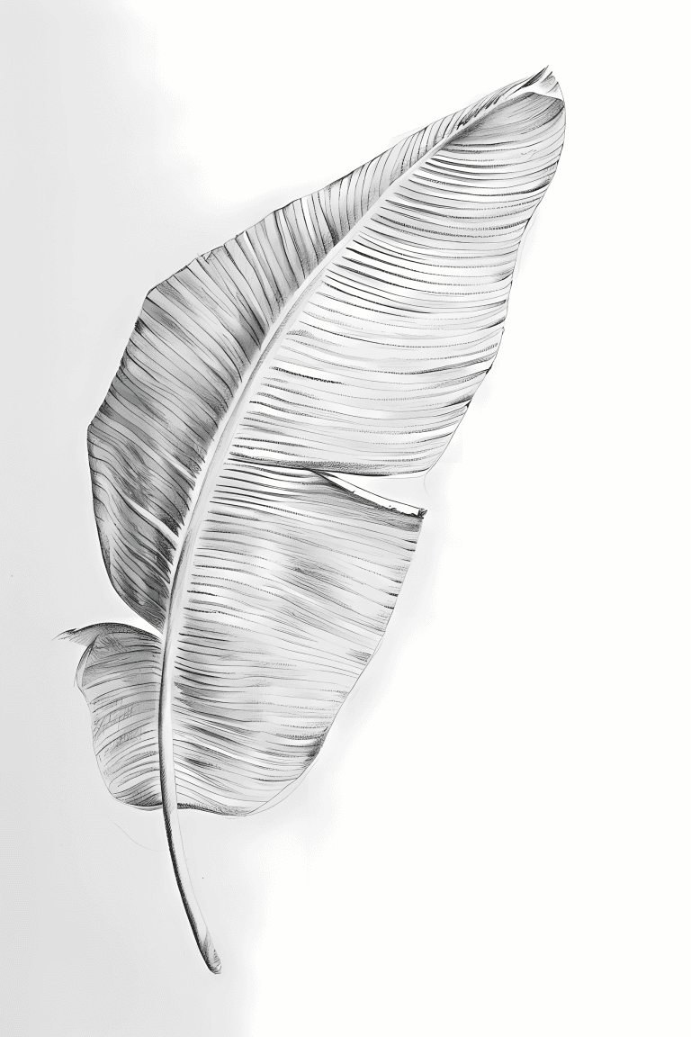 Broad Banana Leaf