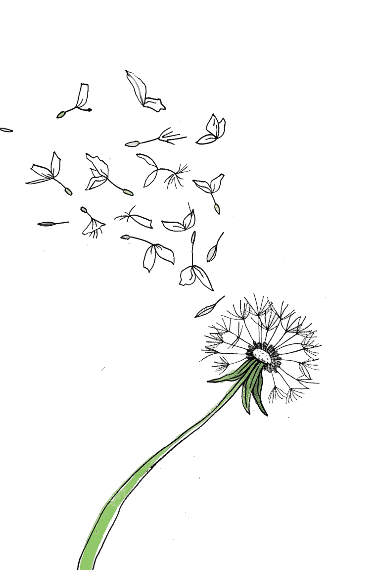 Dandelion Blowing In The Wind