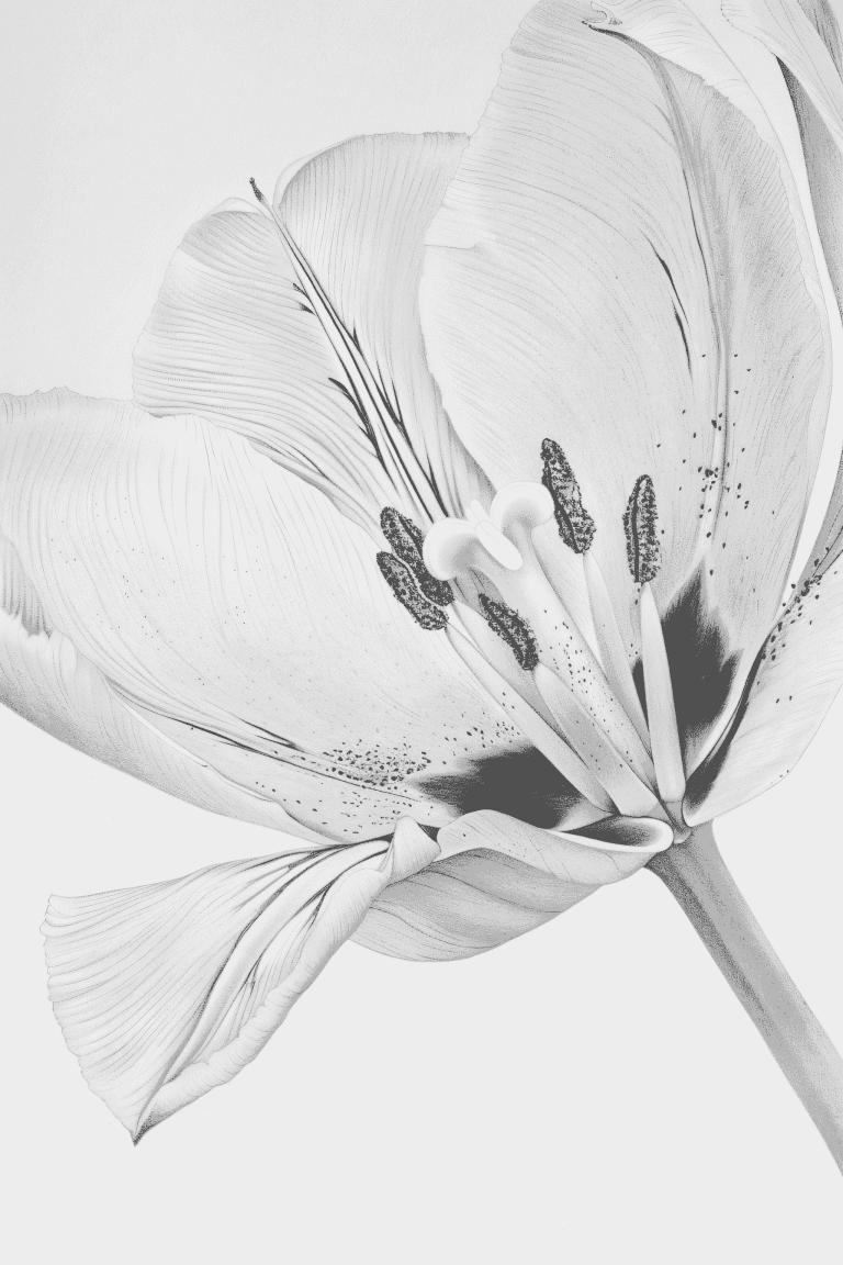 Close Up Of Tulip’s Stamen And Pistil