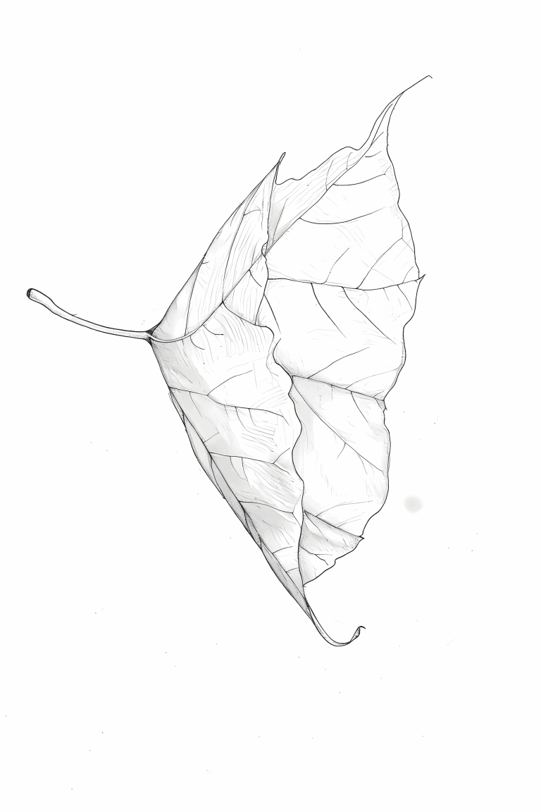 Poplar Leaf