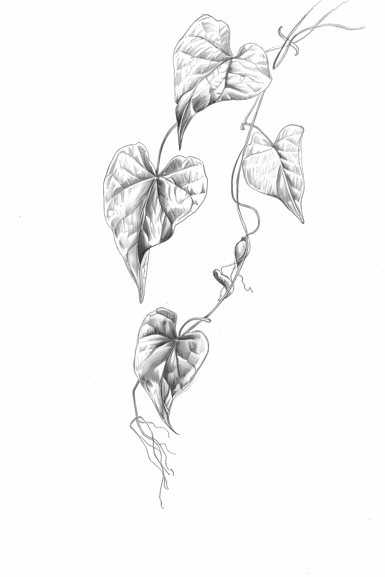 Ivy Leaf