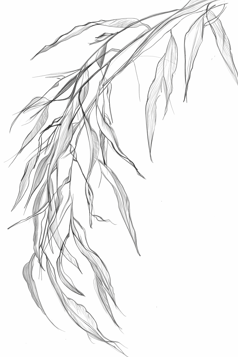 Willow Leaf