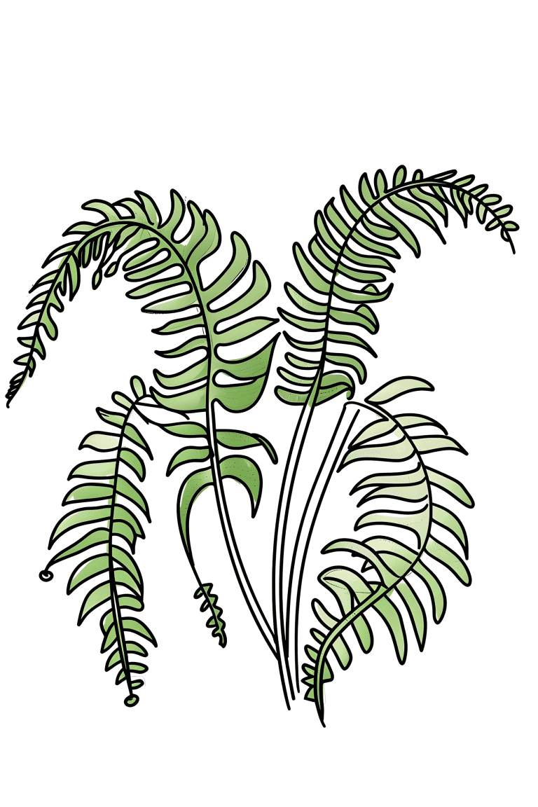 Droopy Fern