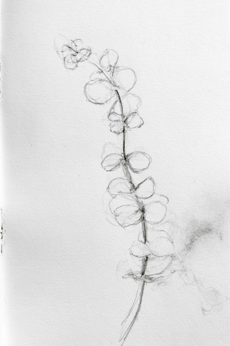 Eucalyptus Leaf