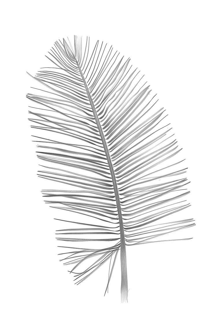 Cycad Leaf