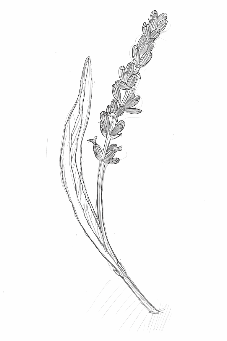 Lavender Leaf