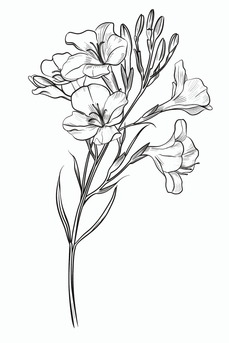 Freesia