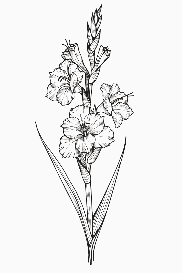 Gladiolus